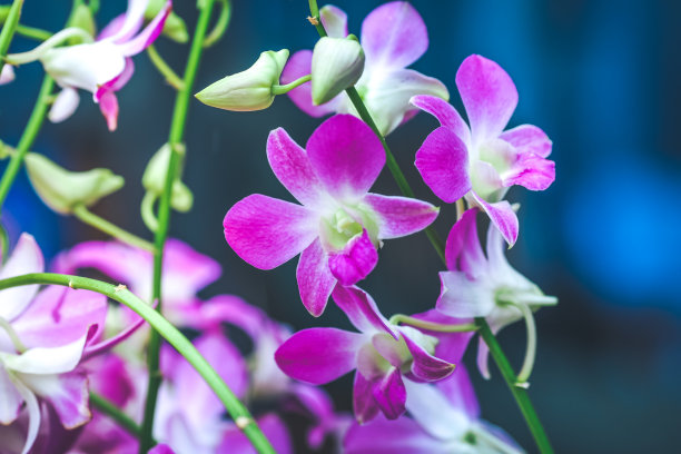 蝴蝶兰,花瓣,边框