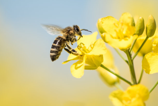 pollination