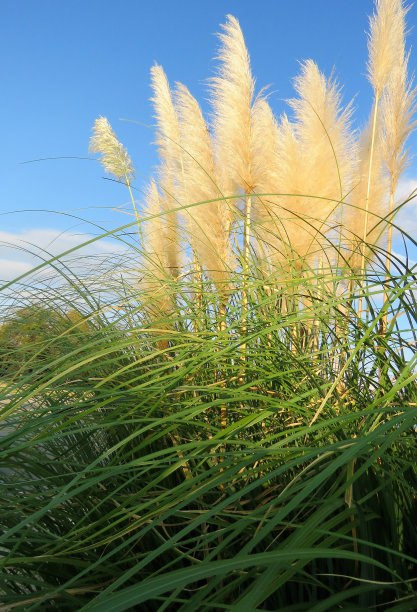 pampas