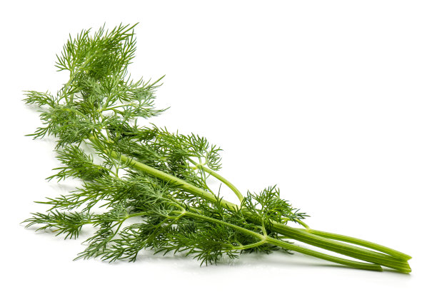 fennel