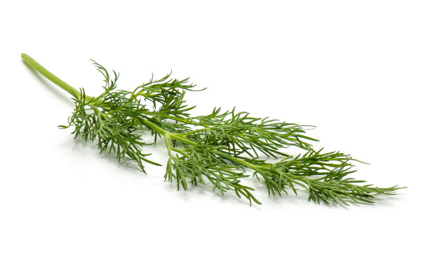 fennel