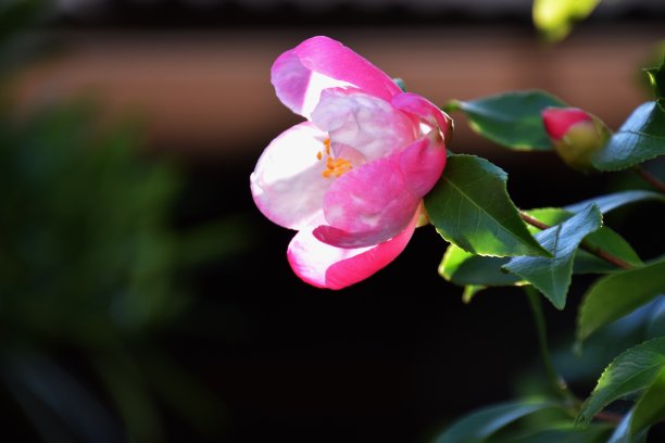 粉色茶梅花,花瓣