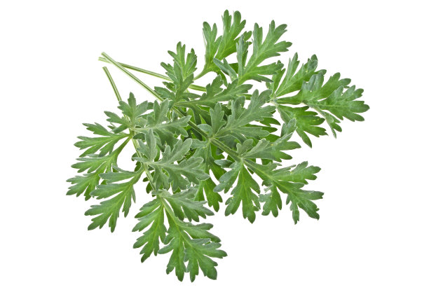 mugwort