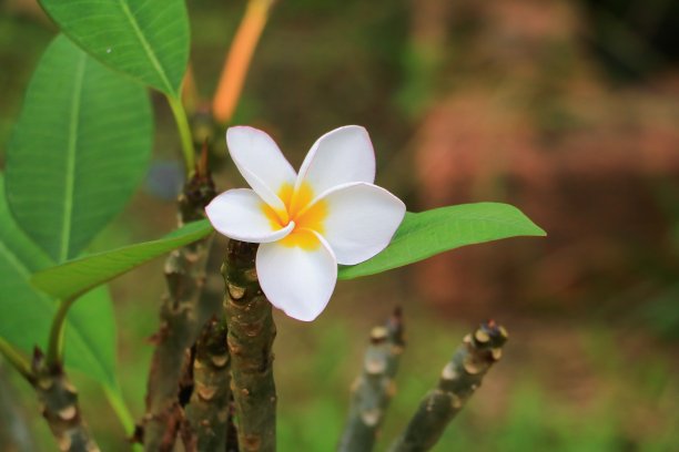 茉莉花香氛