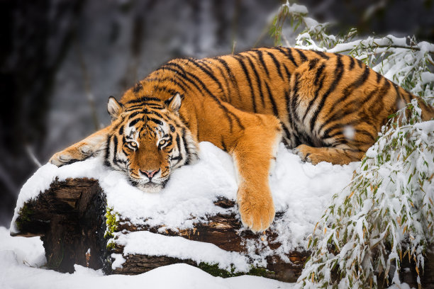 siberian
