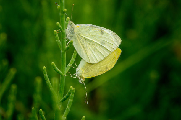 pieris