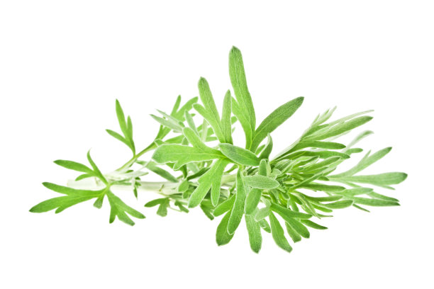 mugwort