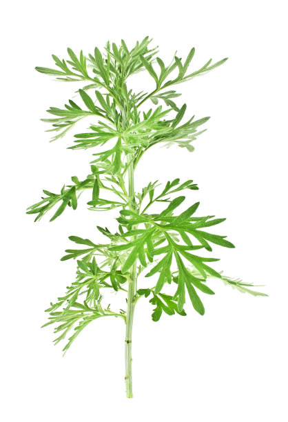 mugwort