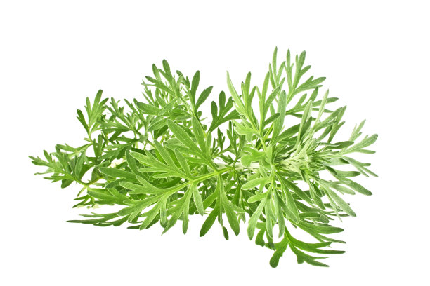 mugwort