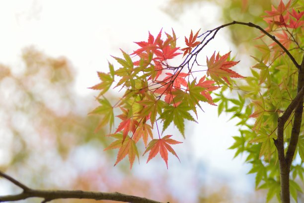 maple