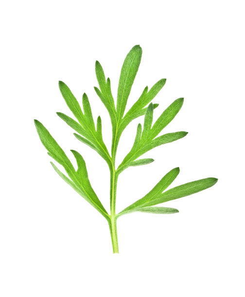 mugwort