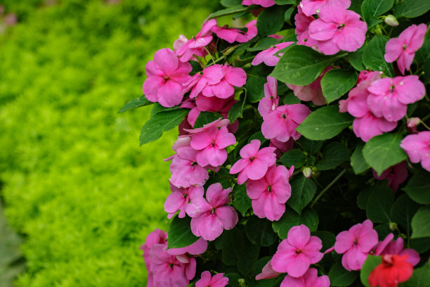 impatiens