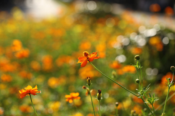 wildflowers