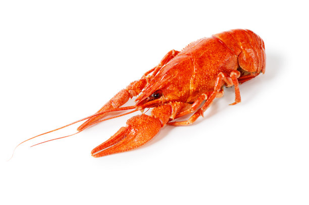 crawdad