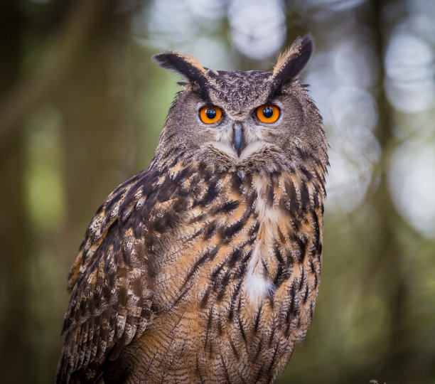 bubo