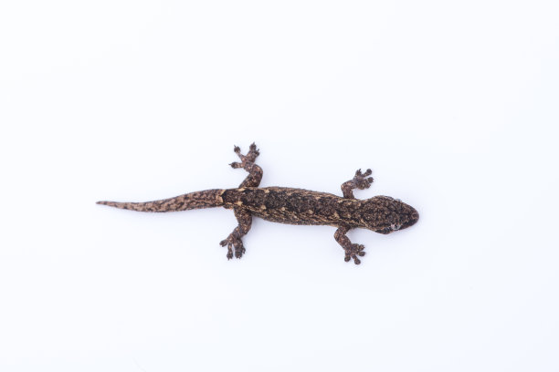 phelsuma