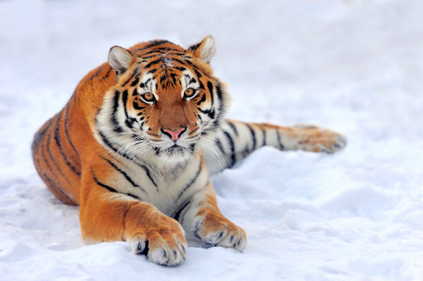 siberian