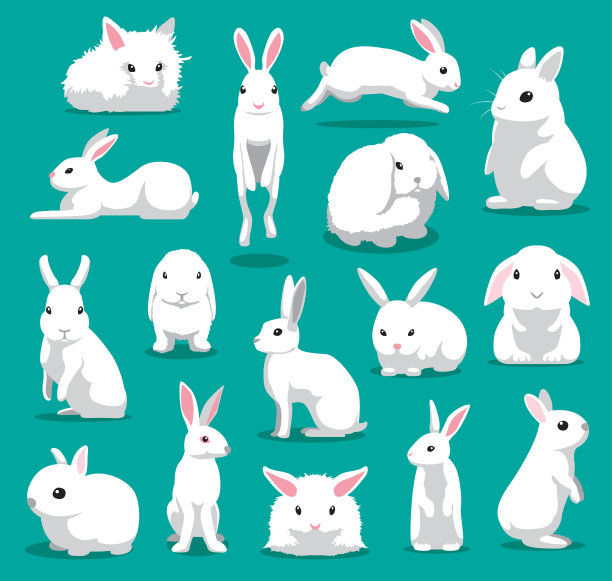 bunny