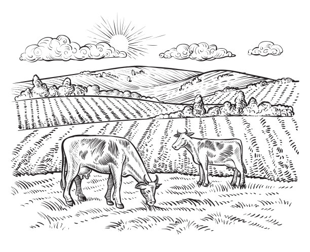 cattle