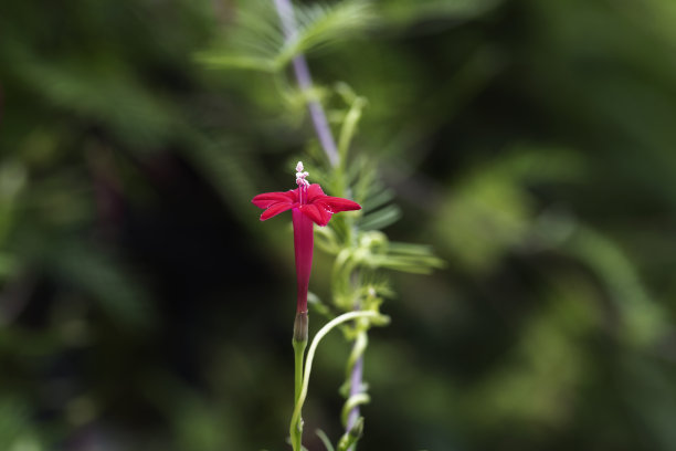 地瓜花