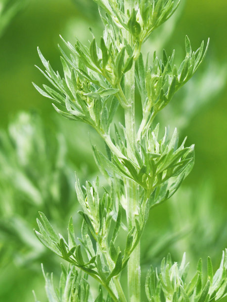 mugwort