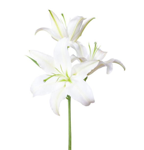 lilium