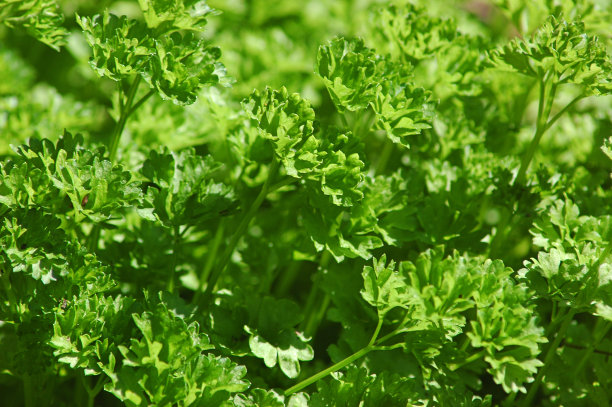 parsley