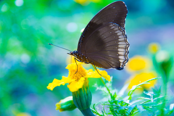 swallowtail