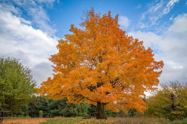 maple
