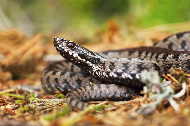 atheris