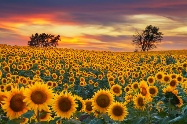 helianthus