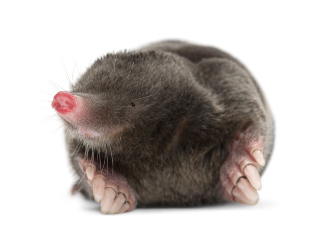 mole