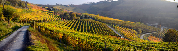 vineyard