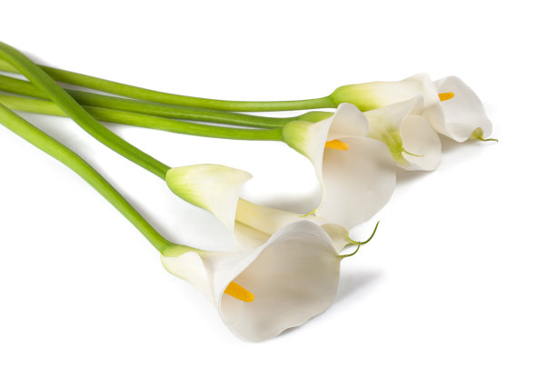 zantedeschia