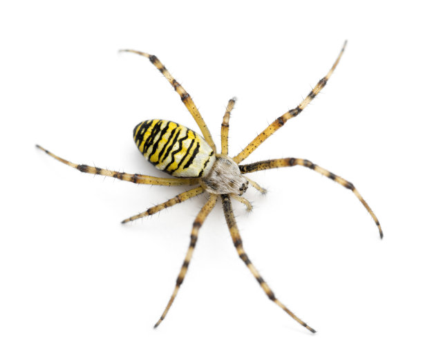 spider