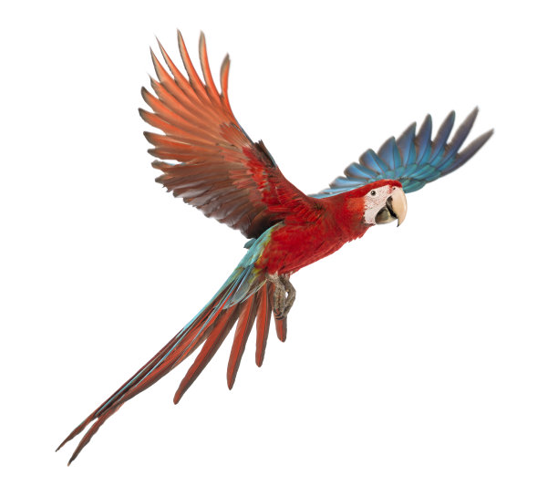 avian