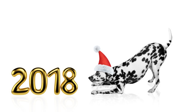 dalmatian