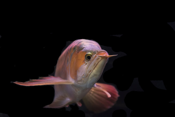 arowana