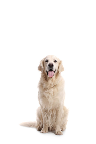 labrador