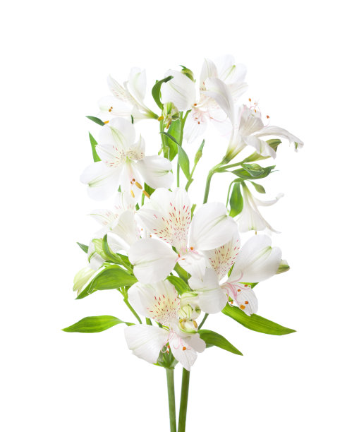 lilium