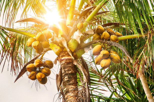 coconut