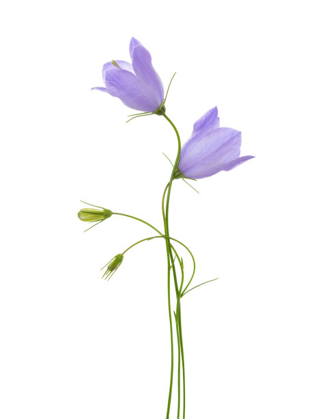 hyacinthoides