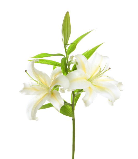 百合花