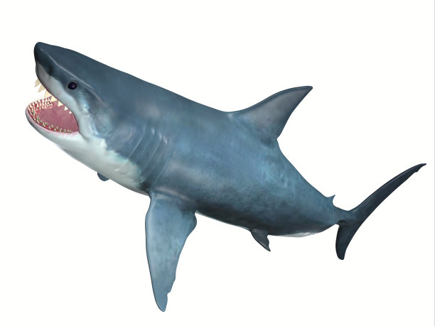 shark