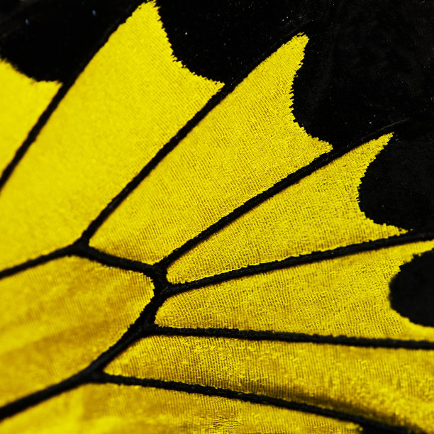 ornithoptera