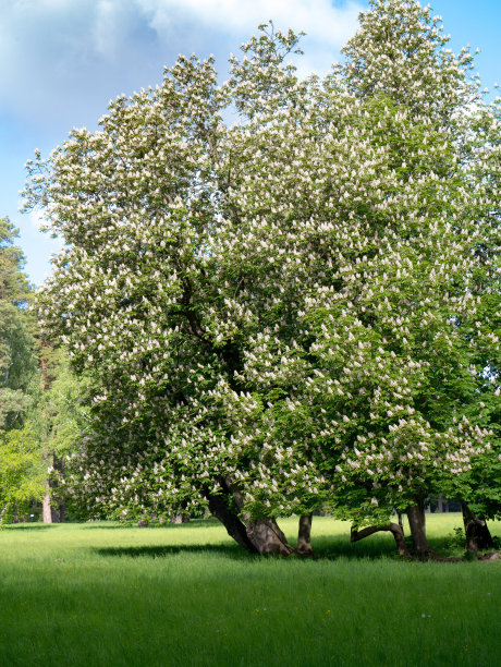 chestnut