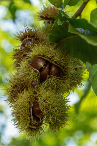 chestnut