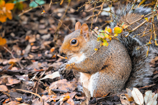 squirrel