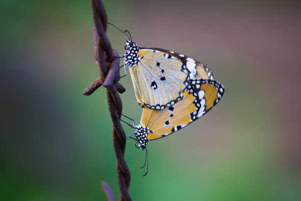 非洲黑脉金斑蝶