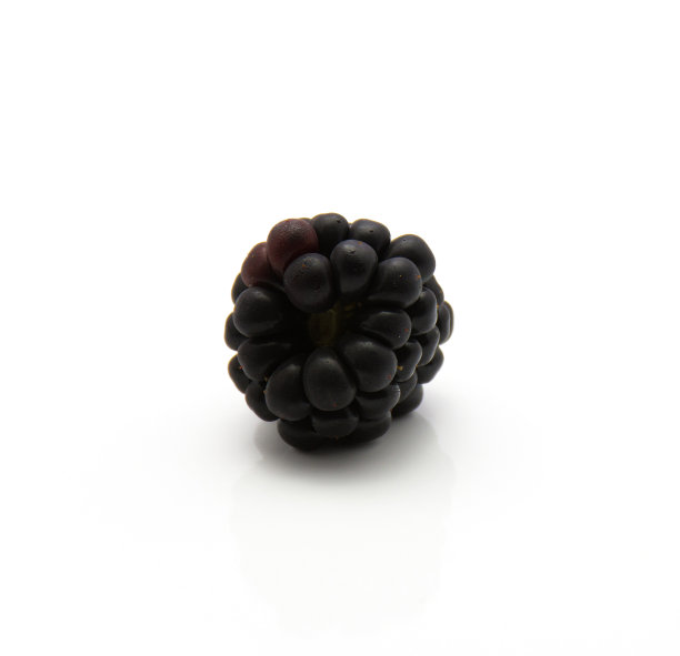 黑莓百合